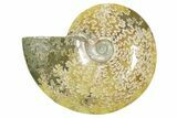 Polished Ammonite (Cleoniceras) Fossil - Madagascar #365078-1